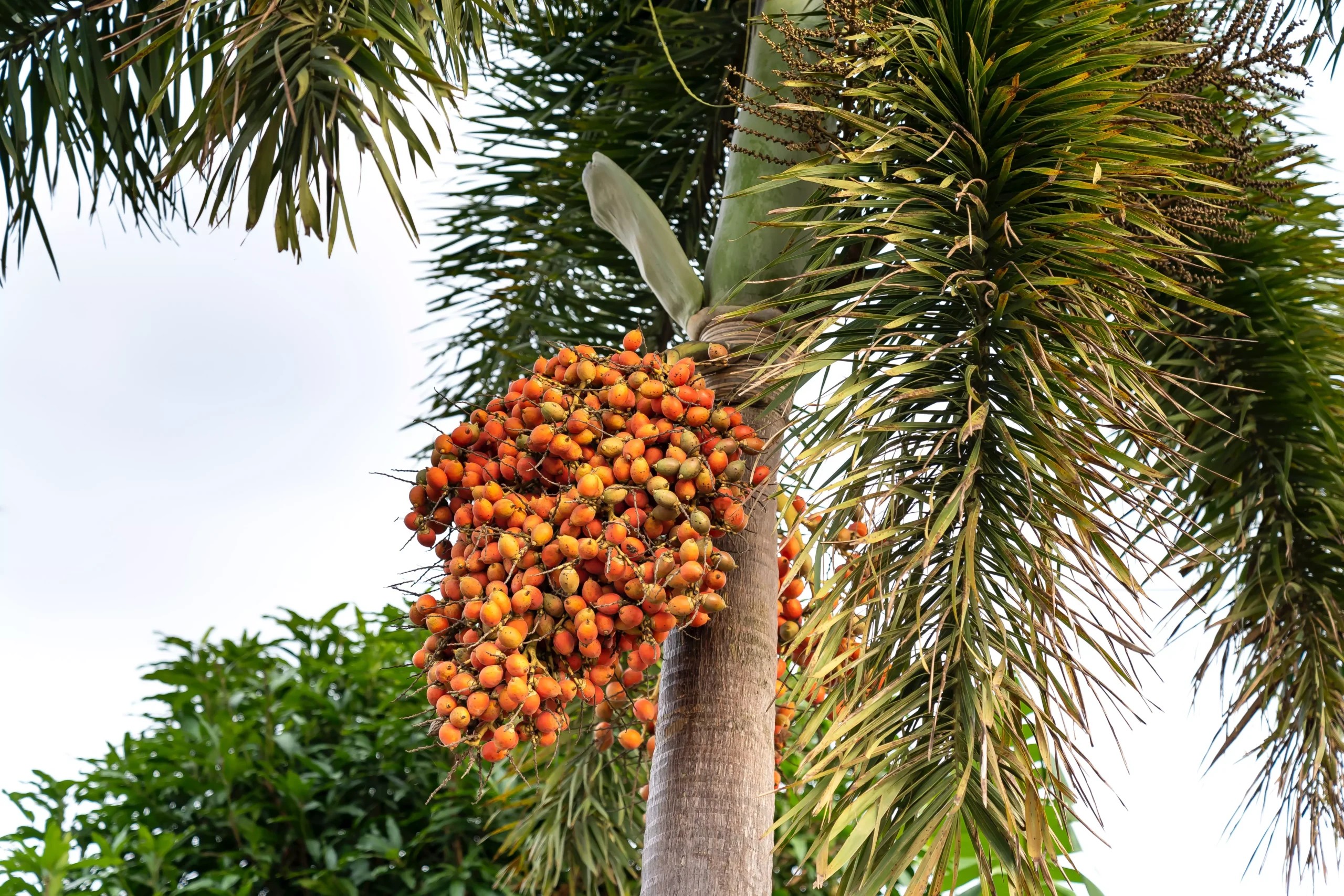 Sweet Palm Tree Fruits. Nature's Delectable Treasures