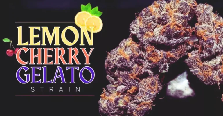 Lemon Cherry Gelato Strain: 9 Flavor Explosions